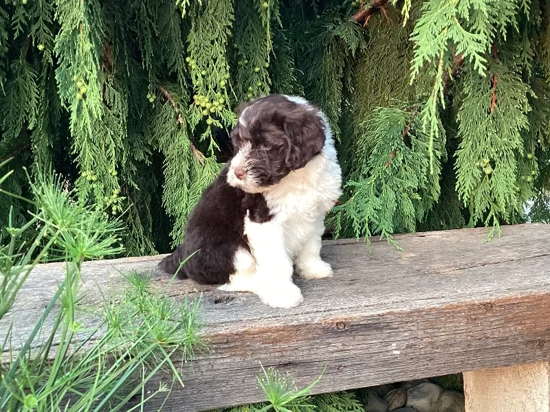 Roscoe