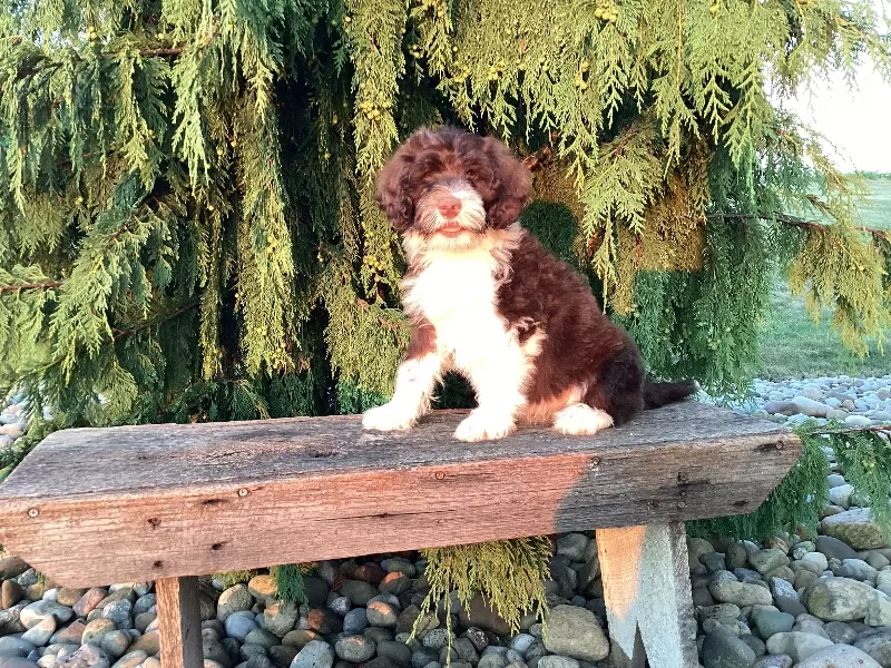 Puppy Name: Hali